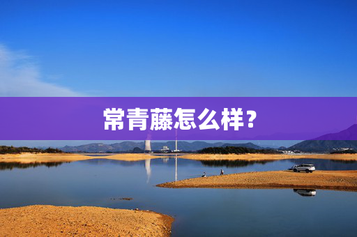 常青藤怎么样？